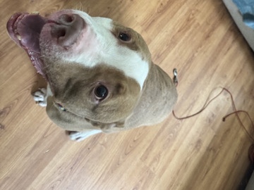 American Pit Bull Terrier – buzz senior needing good home in nj – West Creek