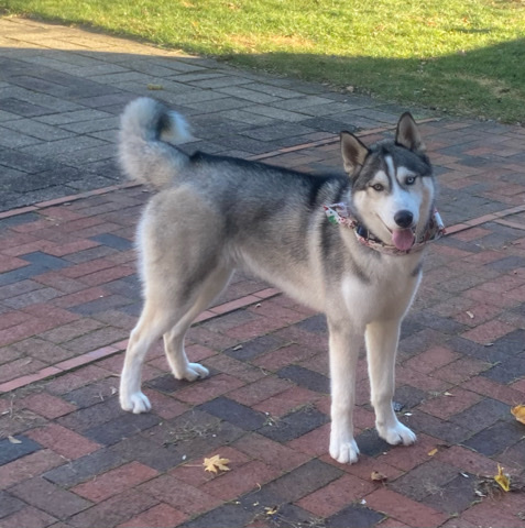 Siberian Husky – Siberian Husky 6 mo. old Male