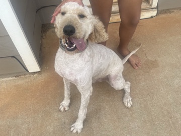 Goldendoodle – Meet Teddie – McDonough