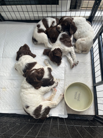 kc registered working Springer spaniels