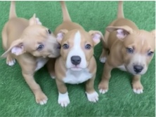 American Bulldog – American Bully Puppy’s – Dubai
