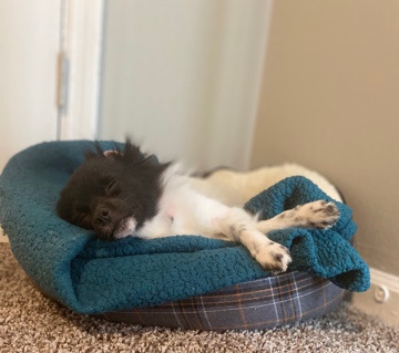 Pomeranian – I’m Looking For a New Home