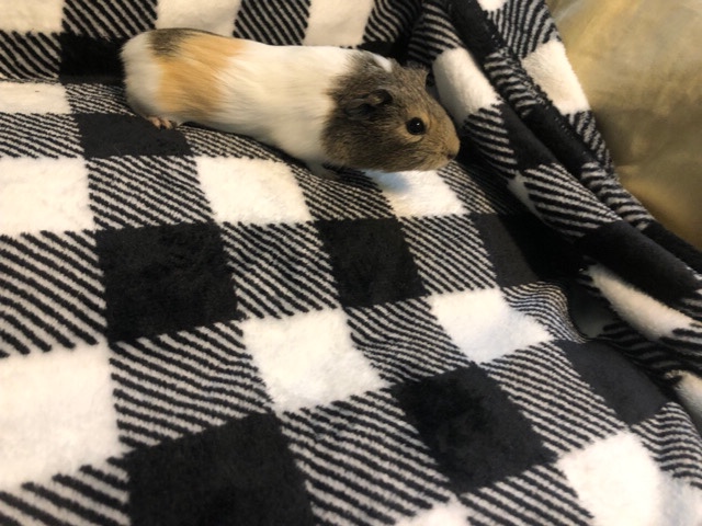 4 Guinea pigs for sale two males and two females