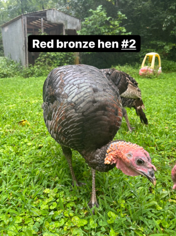 heritage turkeys (3 red bronze, 1 jeresy buff)