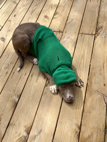 American Pit Bull Terrier – rehoming