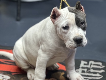 American Pit Bull Terrier – XXL AMERICAN BULLY – Orange