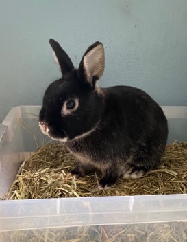 Silver Marten – Percy The Bunny