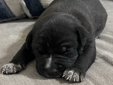 American Pit Bull Terrier – luna – Gardena