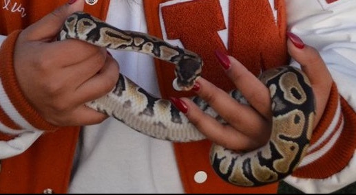 ball python