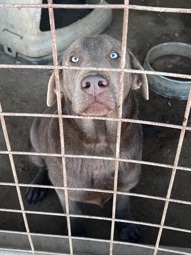 Labrador Retriever – Silver Lab
