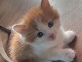 Ginger Kitten For Sale – London