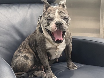 French Bulldog – Exotic Merle Frenchie – Los Angeles