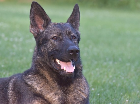 German Shepherd – GSD in urgent need of home – Brownsburg