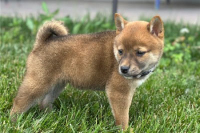 Shiba Inu - Handsome Shiba Inu ( Paxton ) available for adoption in Perth