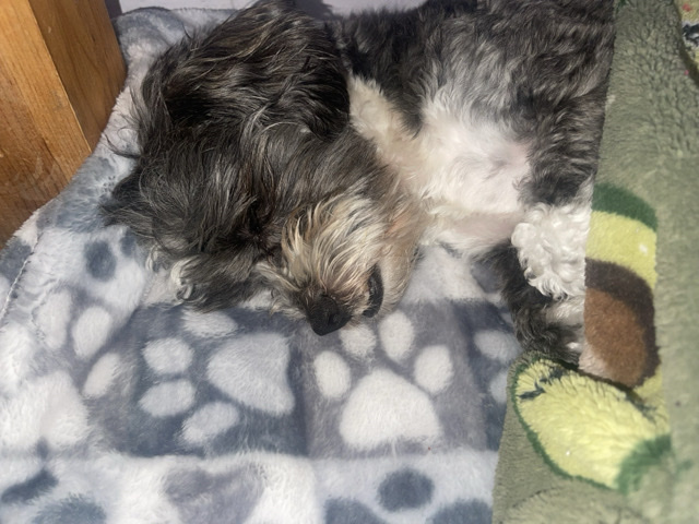 Shih Tzu – free dog – Pomona