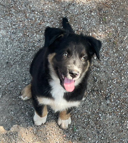 Australian Shepherd – Aussie Shepherd x Lab x Collie