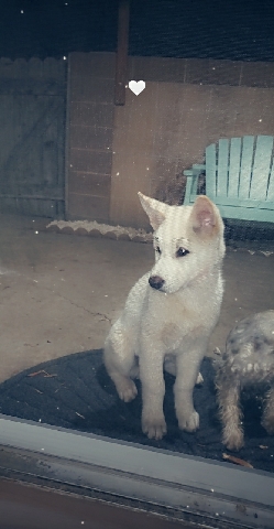 Akita – looking for a new home