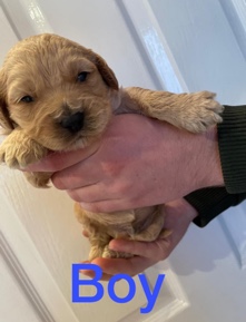 Poodle – cockapoo puppies Only 2 Left