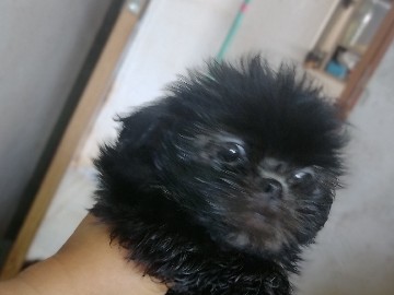 Shih Tzu – vendo filhote de Shitzu – Muriaé