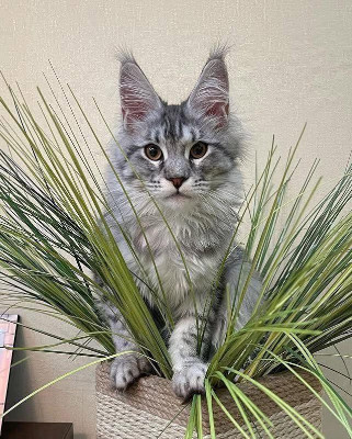 Maine Coon - Home Raised/Well Trained MAINE **** KITTENS FOR ADOPTION! available for adoption in Los Angeles