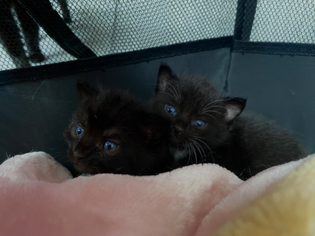 Others - 🐾 Adorable Kittens Looking for Their Forever Homes 🐾 available for adoption in Birmingham