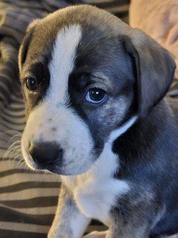 Greater Swiss Mountain Dog – Rehoming Dasha