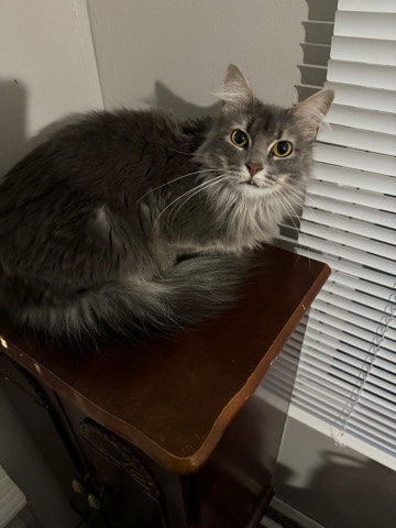 Nebelung – long hair female cat