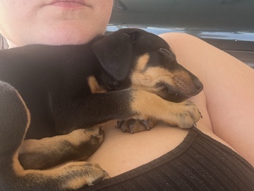 Doberman Pinscher – Doberman puppies