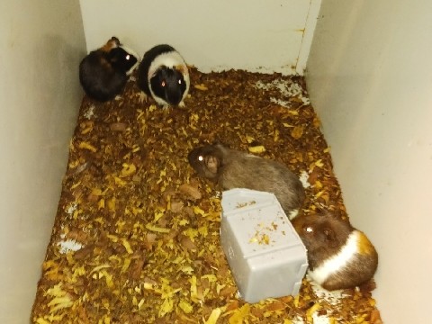 15 guinea pigs