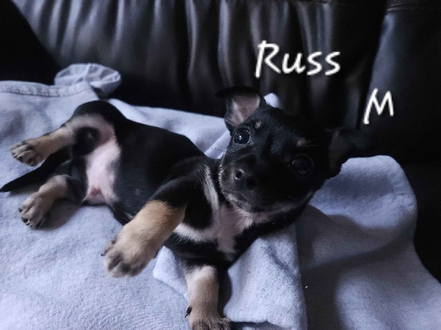 Chihuahua – Chihauhua puppies for rehoming ASAP