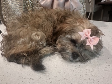 Shih Poo – Sweetest Shipoo – Pembroke Pines