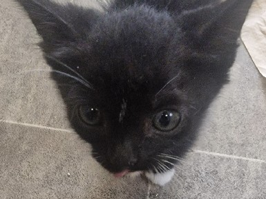 two 9 week old kittens for sale – London
