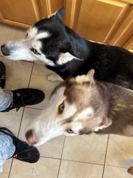 husky’s unfixed male and female 