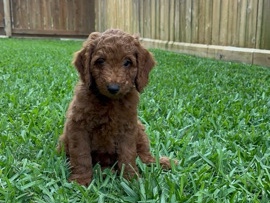 Goldendoodle – Goldendoodle in Need of Loving Home ASAP – Houston
