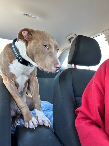 Pitbull / bully mix