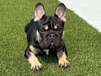 French Bulldog – Diesel – Katy