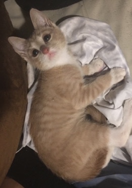 Light brown kitten