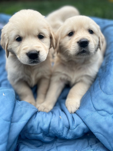 Golden Retriever – Light Golden Retrievers