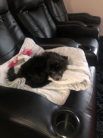 Shih Tzu – teddy bear