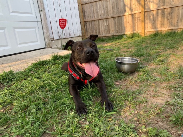 American Pit Bull Terrier – Rehoming Sweet Ela – Egg Harbor Township