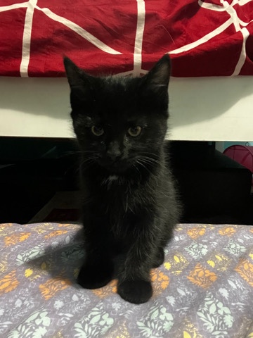 American Shorthair – Baby Black Kitten