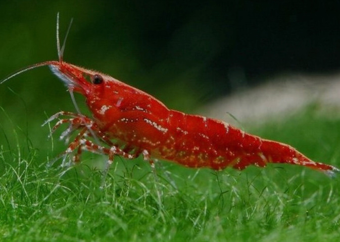 Selling Juvenile Freshwater Red Cherry Shrimp