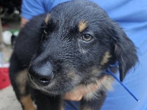 Mixed Breed – puppies for sale – Newtown