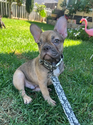 French Bulldog – male Frenchie