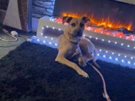 Belgian Shepherd Dog (Malinois) – bella – Birmingham