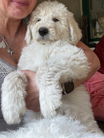 Samoyed – Samodoodle 12 Wo alt