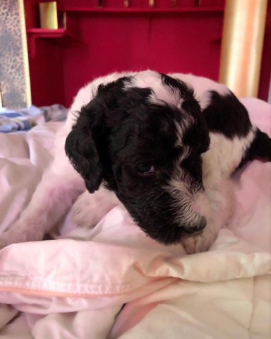 Poodle – Iset Tut