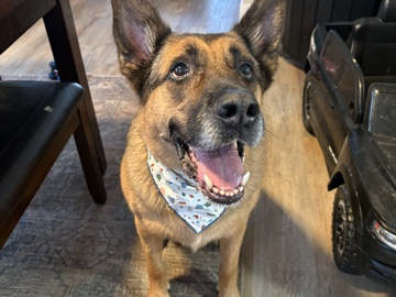 German Shepherd – German shepherd – South Bend