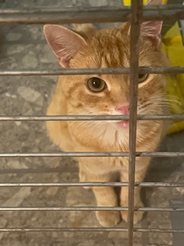 Manx – spayed and neutered cats for free