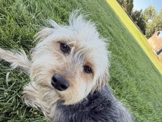 American Hairless Terrier – Friendly American Hairless Terrier – 1 Year Old – Farmington